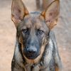 Nathalia Boarding Kennels & Cattery