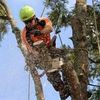 Tree Walkers