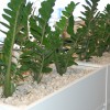 IEQ Indoor Plants