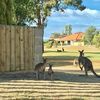 Aussie Fencing