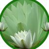 The Floating Lily Natural Therapy