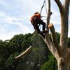 Branch Management Total Tree Services