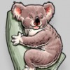 Koala Accounting & Taxation