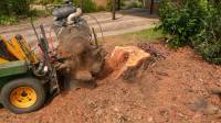 Tree Stump Removal Brisbane