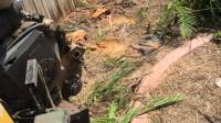 Tree Stump Grinding